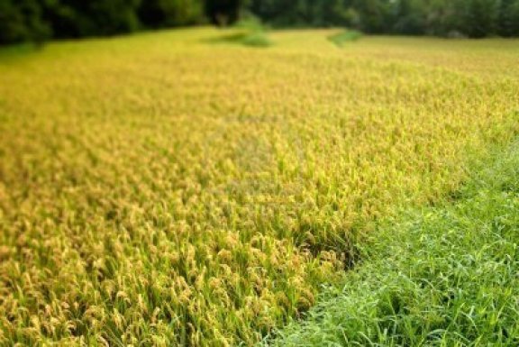 5292223-here-are-ripe-rice-with-beautiful-yellow-color