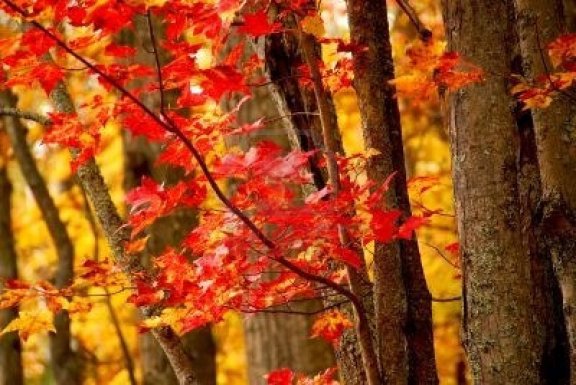 552624-colorful-fall-forest-background-with-red-maples-leaves